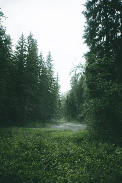 Mysterious Green Forest Rain Small River Fog Moody Landscape Imag — Stock Photo, Image