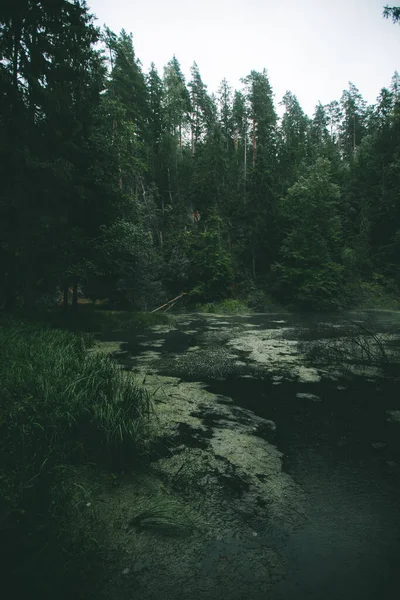 Таинственный Зеленый Лес Время Дождя Небольшой Рекой Туманом Капризный Пейзаж — стоковое фото