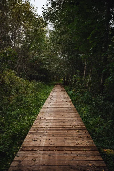 Plano Vertical Paseo Marítimo Bosque Rodeado Vegetación — Foto de Stock