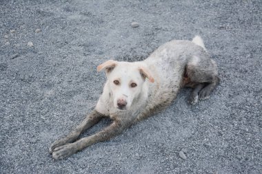 zeminde kirli Tay köpek