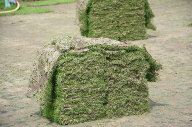 SOD veya çim ticari olarak satılacak hasat