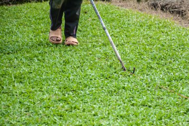 Ticari olarak satılan olmak için yeşil çim .harvesting çimen ya da çim kesme