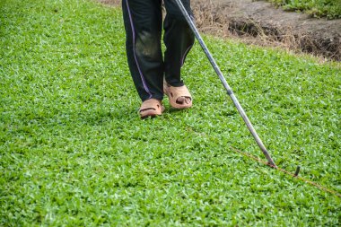 Ticari olarak satılan olmak için yeşil çim .harvesting çimen ya da çim kesme