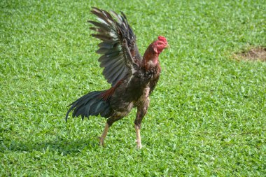 Thai fighting cock or Rooster chicken on green grass clipart