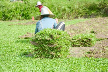SOD veya çim ticari olarak satılacak hasat