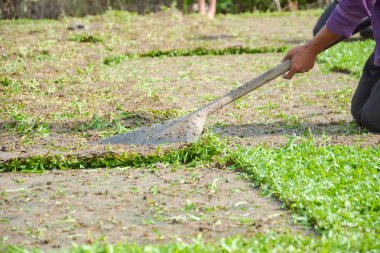 SOD veya çim ticari olarak satılacak hasat