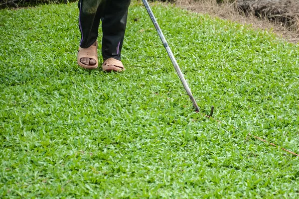 Ticari olarak satılan olmak için yeşil çim .harvesting çimen ya da çim kesme
