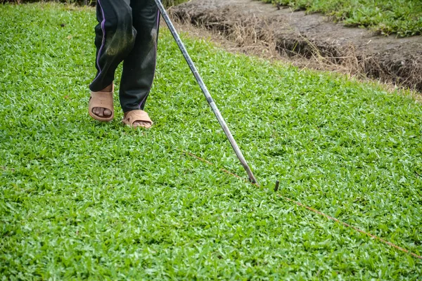 Corte Pasto Verde Harvesting Césped Césped Para Ser Vendido Comercialmente —  Fotos de Stock