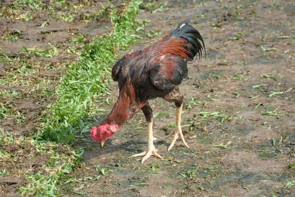 Thai Fighting Cock Rooster Chicken Green Grass — Stock Photo, Image