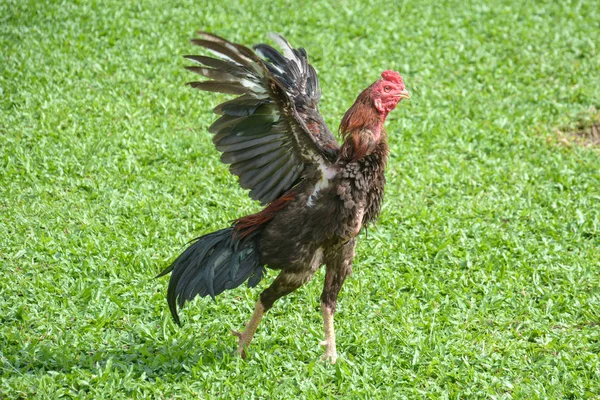 Thailändsk Kämpande Kuk Eller Tupp Kyckling Grönt Gräs — Stockfoto