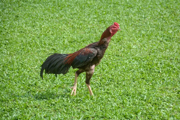 Thailändsk Kämpande Kuk Eller Tupp Kyckling Grönt Gräs — Stockfoto