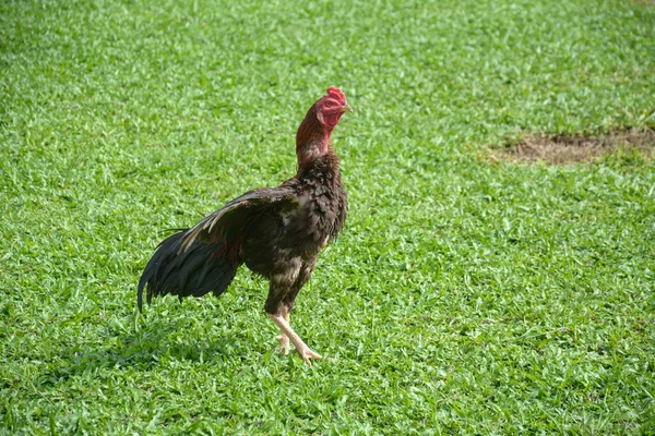 Thailändsk Kämpande Kuk Eller Tupp Kyckling Grönt Gräs — Stockfoto