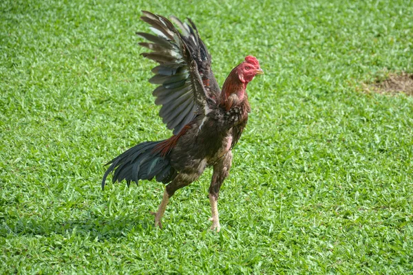 Tailandês Lutando Galo Galinha Galo Grama Verde — Fotografia de Stock