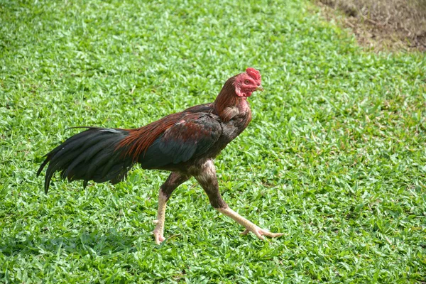 Thailändsk Kämpande Kuk Eller Tupp Kyckling Grönt Gräs — Stockfoto