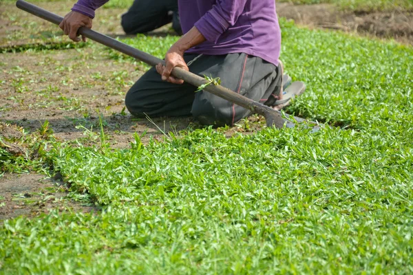 Harvesting Sod Turf Sold Commercially — Stock Photo, Image