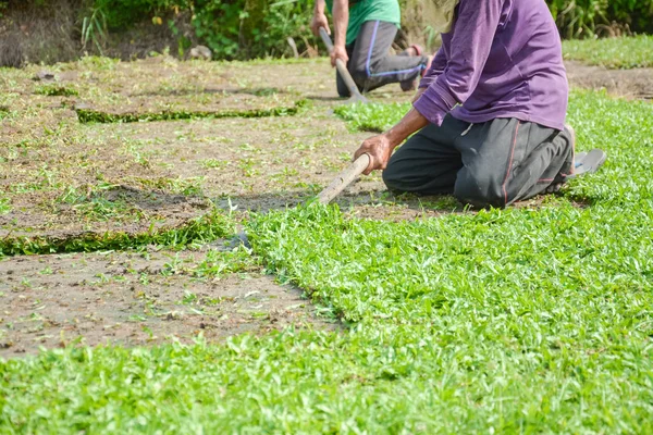 Harvesting Sod Turf Sold Commercially — Stock Photo, Image