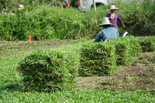 Harvesting Sod Turf Sold Commercially — Stock Photo, Image