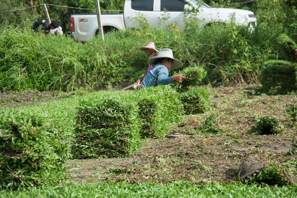 Harvesting Sod Turf Sold Commercially — Stock Photo, Image