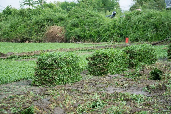 Memanen Tanah Atau Rumput Yang Akan Dijual Secara Komersial — Stok Foto