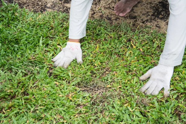 Plantación Hoja Hierba Suelo Instalación Césped Hierba Natural —  Fotos de Stock