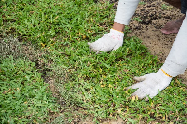 Planting Grass Sheet Ground Installing Natural Grass Turfs — Stock Photo, Image