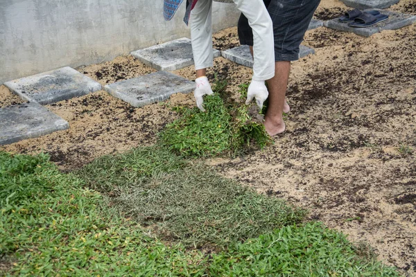 Plantación Hoja Hierba Suelo Instalación Césped Hierba Natural —  Fotos de Stock