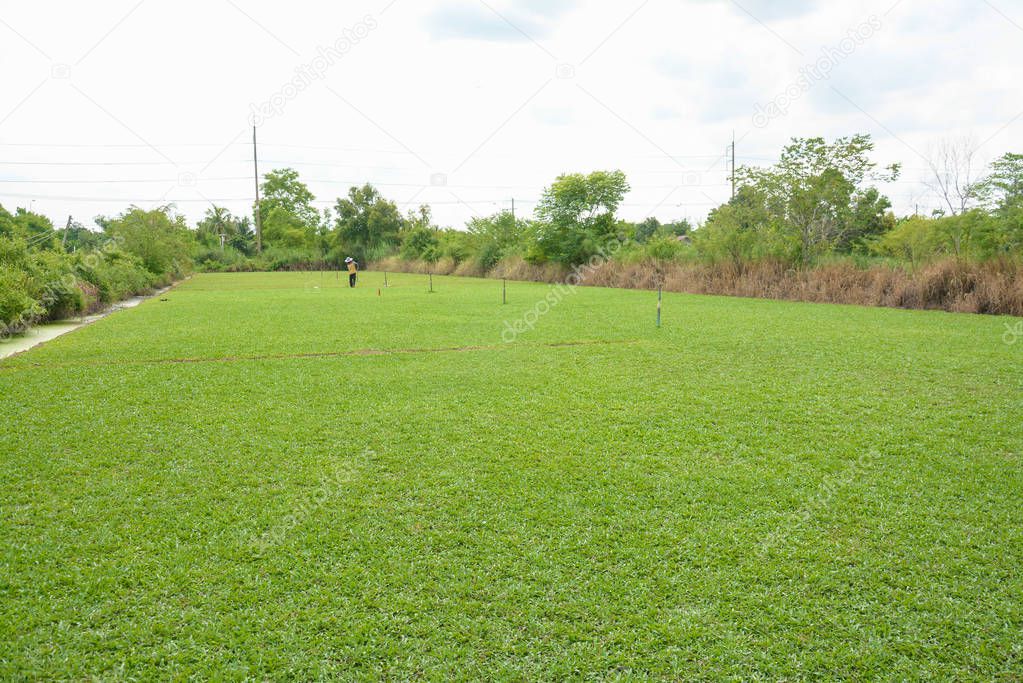 green grass feilds at park to be sold commercially