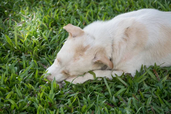 白いタイは犬緑の草の上に座る — ストック写真