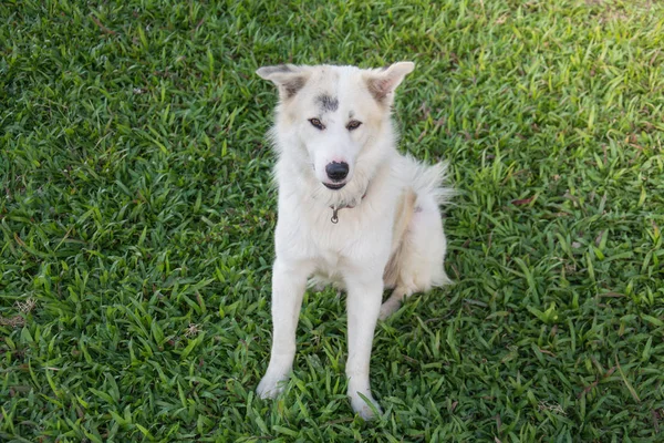 Белая Тайская Собака Сидит Зеленой Траве — стоковое фото