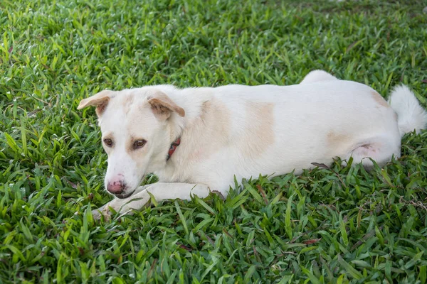 白色的泰国狗坐在绿草上 — 图库照片