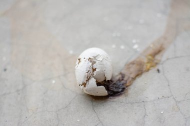 Yumurta ve yumurta kabuğu çimento yerde kırık