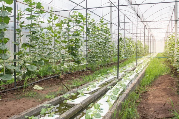 Melon Gården Yard Thailand — Stockfoto