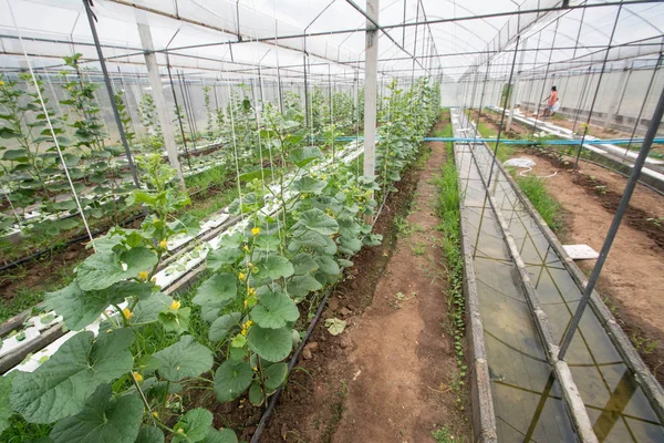 Melon Farm Yard Thailand — Stock Photo, Image