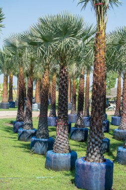 tarihi palms bahçede