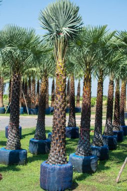 tarihi palms bahçede