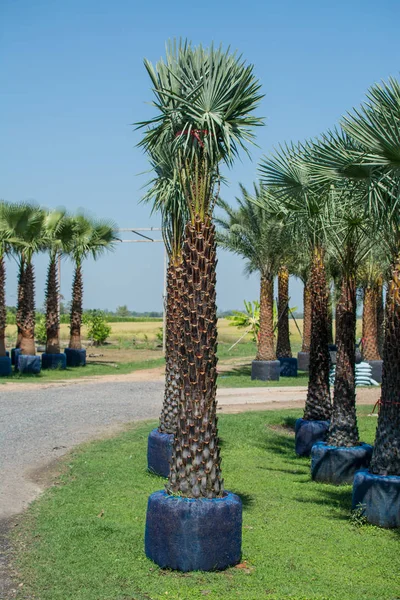 Tarihi Palms Bahçede — Stok fotoğraf