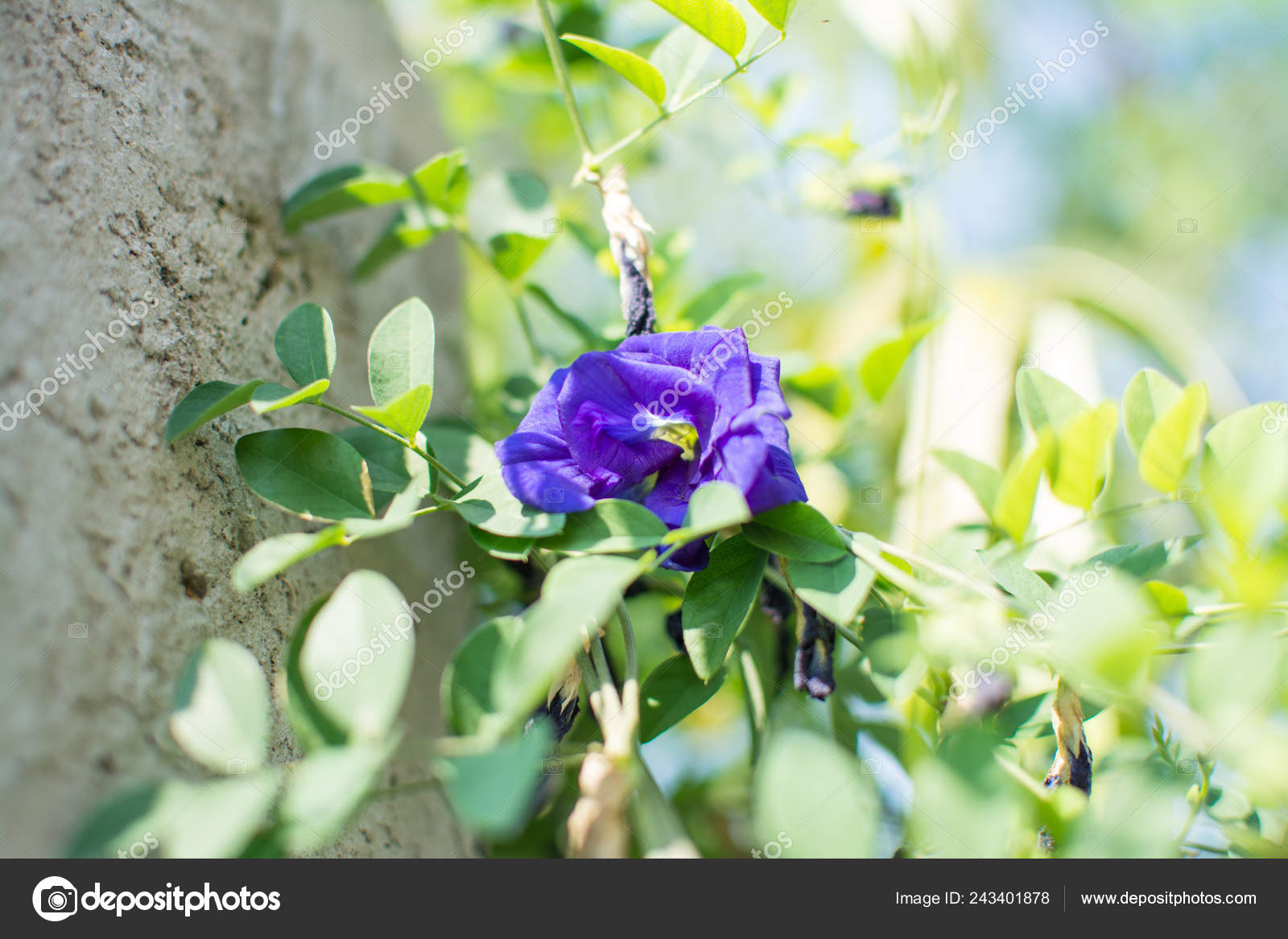 Butterfly Pea Clitoria Ternatea Stock Photo C Yaryhee 243401878