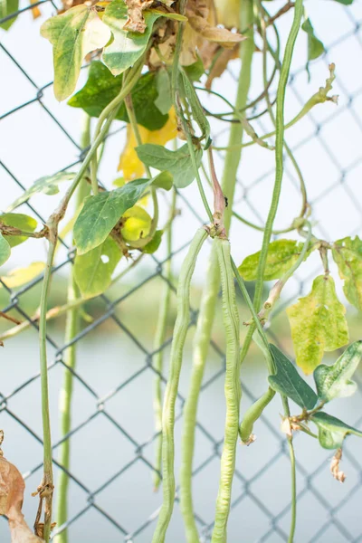 Halaman Organik Bean Panjang Atau Kacang Sapi Pagar — Stok Foto