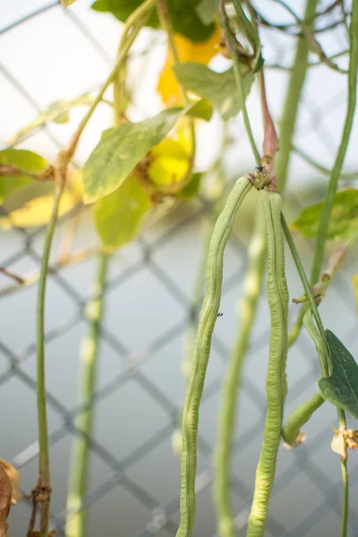 Halaman Organik Bean Panjang Atau Kacang Sapi Pagar — Stok Foto