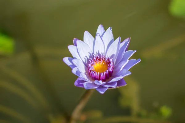 池塘里美丽的紫色水百合或荷花 — 图库照片