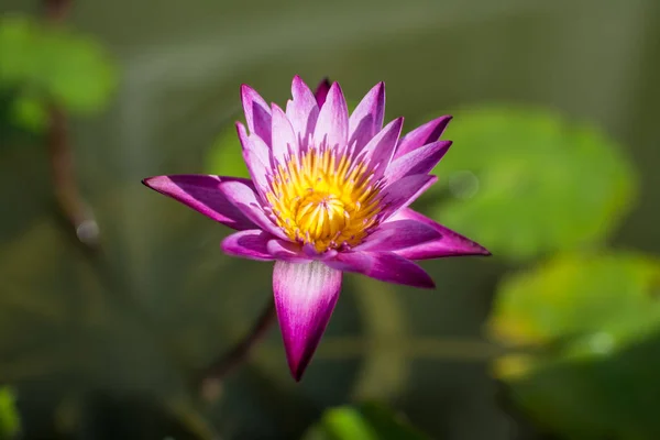池塘里美丽的紫色水百合或荷花 — 图库照片