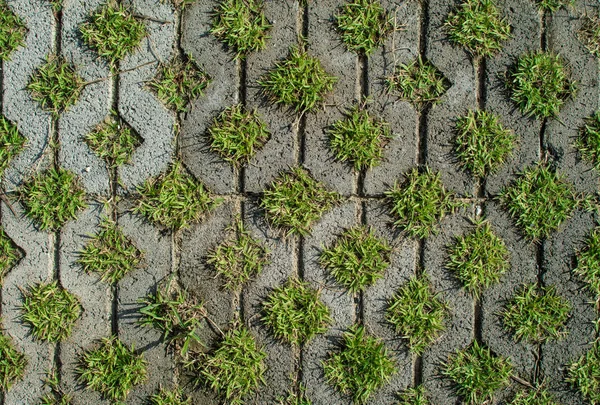 Bir Kafes Şeklinde Delikleri Yeşil Çim Kaldırım Taşı — Stok fotoğraf
