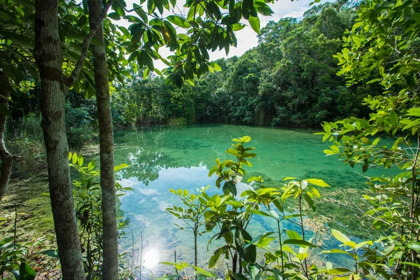 Изумрудный бассейн в мангровых лесах Краби в Таиланде . — стоковое фото