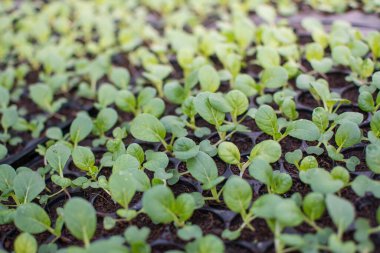 Organik yeşil marul küçük bitkiler veya salata sebzeleri, Tayland 'daki sera hidroponik çiftliğinde toprağı olmayan suda sıvı gübre çözeltisi ile hidroponik sisteminden yetiştirilir.. 