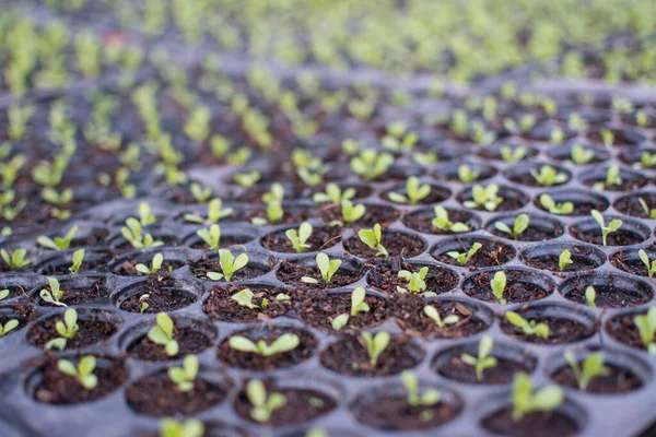 Ekologisk Grönsallad Små Växter Eller Sallad Grönsaker Odlas Från Hydrokultur — Stockfoto