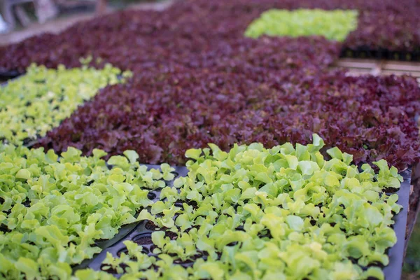 Selada Hijau Organik Tanaman Kecil Atau Sayuran Salad Tumbuh Dari — Stok Foto