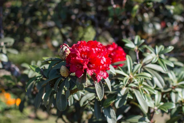 Röda Blommor Trädgården — Stockfoto