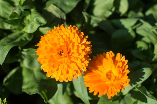 Fiori Arancio Giardino — Foto Stock