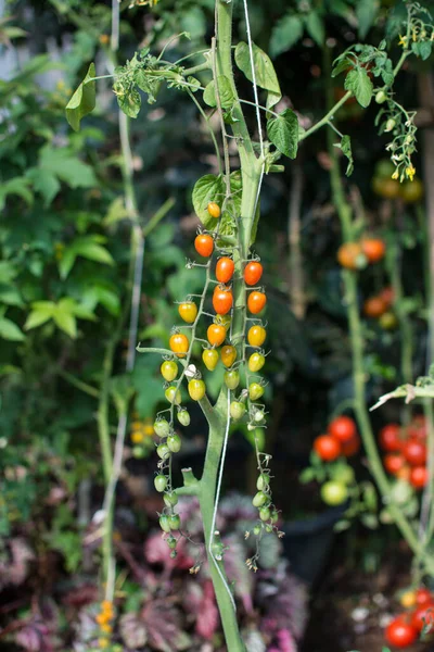정원의 토마토 — 스톡 사진