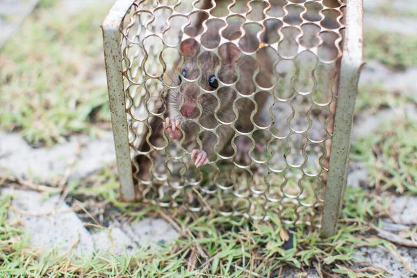 ネズミはネズミを捕まえるために檻の中にいて — ストック写真